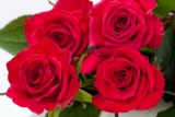 Win a Roses Bouquet