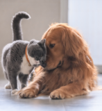 Free Pet Product Samples on Fur Buddies